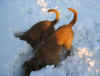 2 Schw�nze imSchnee.jpg (59973 Byte)