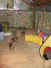 Welpenspielstube.jpg (146560 Byte)